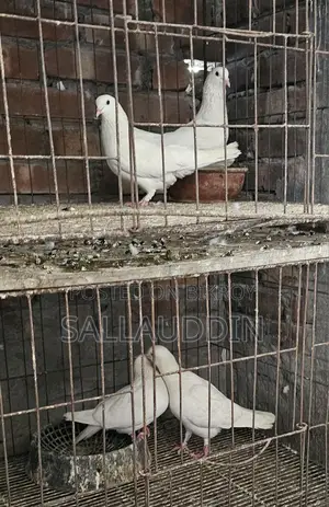 কাগজি ও গিরিবাজ জোড়া