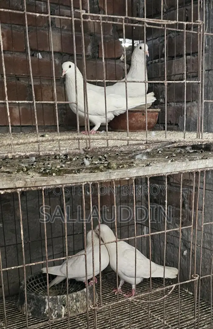 কাগজি ও গিরিবাজ জোড়া