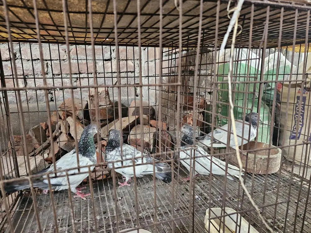 কাগজি ও গিরিবাজ জোড়া