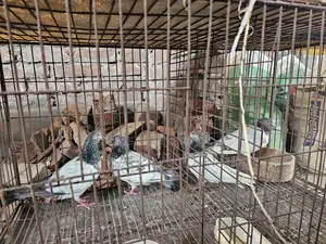 কাগজি ও গিরিবাজ জোড়া