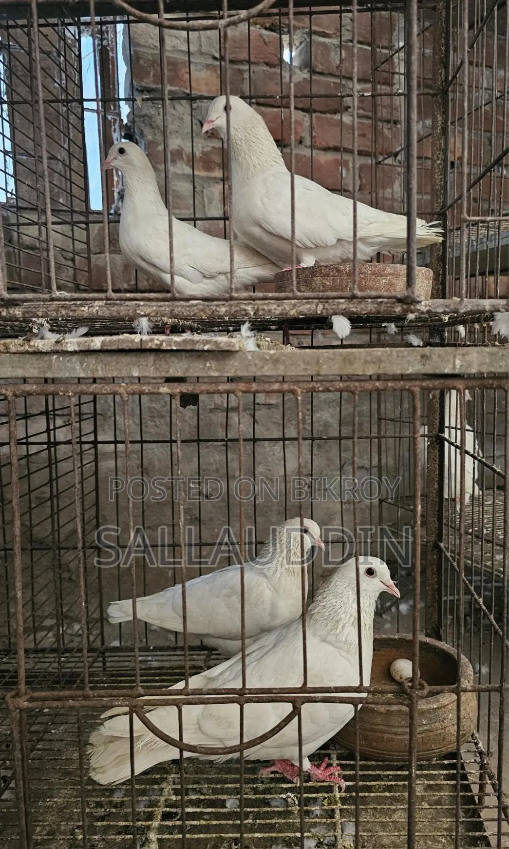 কাগজি ও গিরিবাজ জোড়া