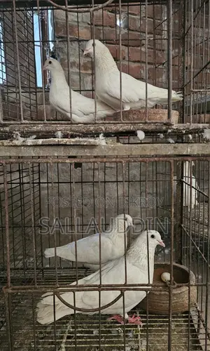 কাগজি ও গিরিবাজ জোড়া