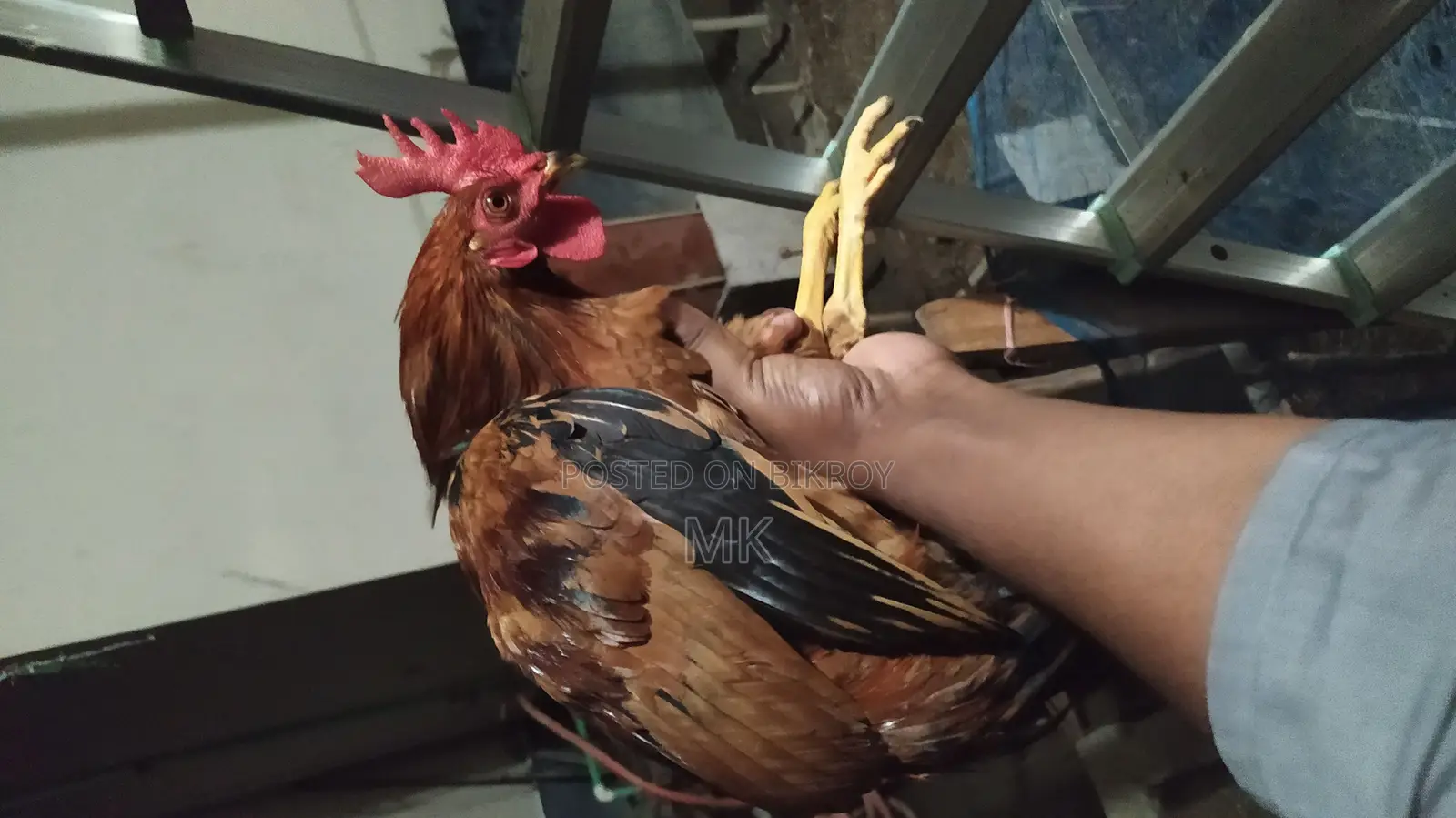 Desi Chicken and Chicks | Desi Murgi