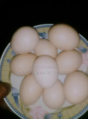 ব্রাহামা মুরগীর বিজ ডিম বিক্রি হবে