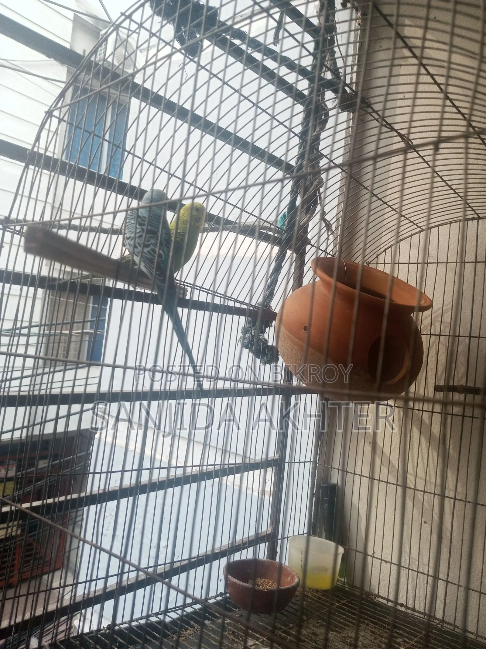 Love Birds