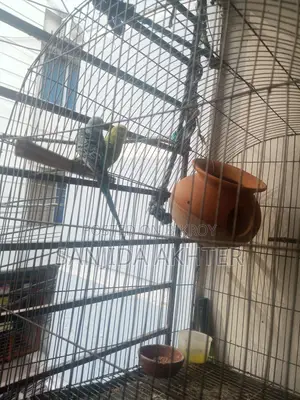 Love Birds