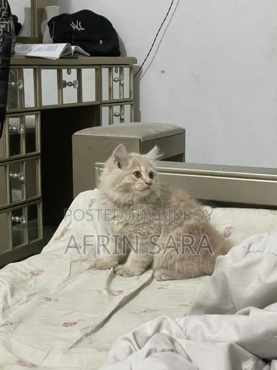 Persian cat for sale