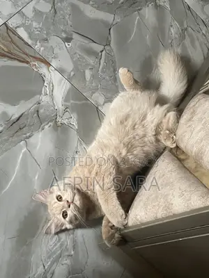Persian cat for sale