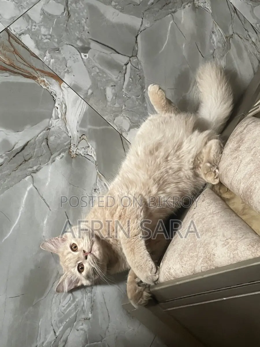 Persian cat for sale
