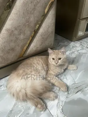 Persian cat for sale