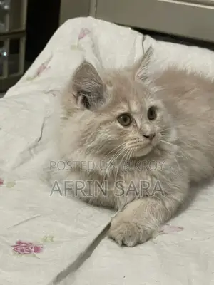 Persian cat for sale