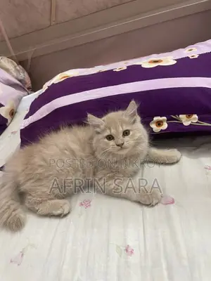 Persian cat for sale