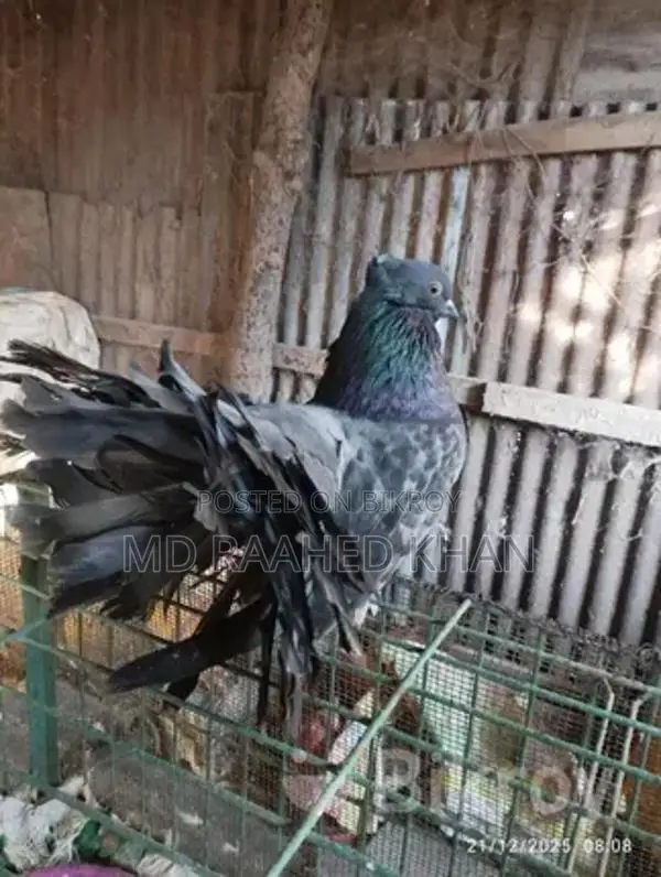 একটি ময়ূরপঙ্খী বিক্রি করা হবে