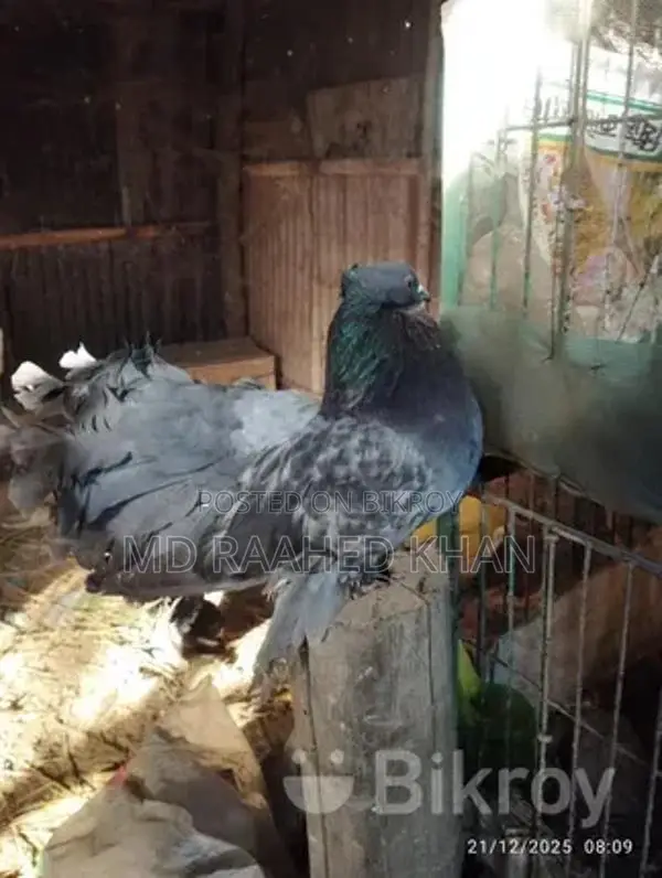 একটি ময়ূরপঙ্খী বিক্রি করা হবে
