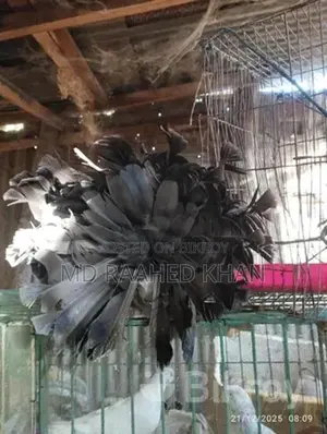 একটি ময়ূরপঙ্খী বিক্রি করা হবে