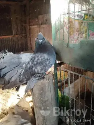একটি ময়ূরপঙ্খী বিক্রি করা হবে