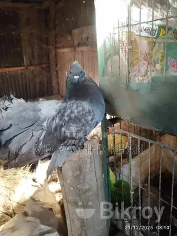 একটি ময়ূরপঙ্খী বিক্রি করা হবে