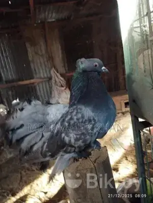একটি ময়ূরপঙ্খী বিক্রি করা হবে