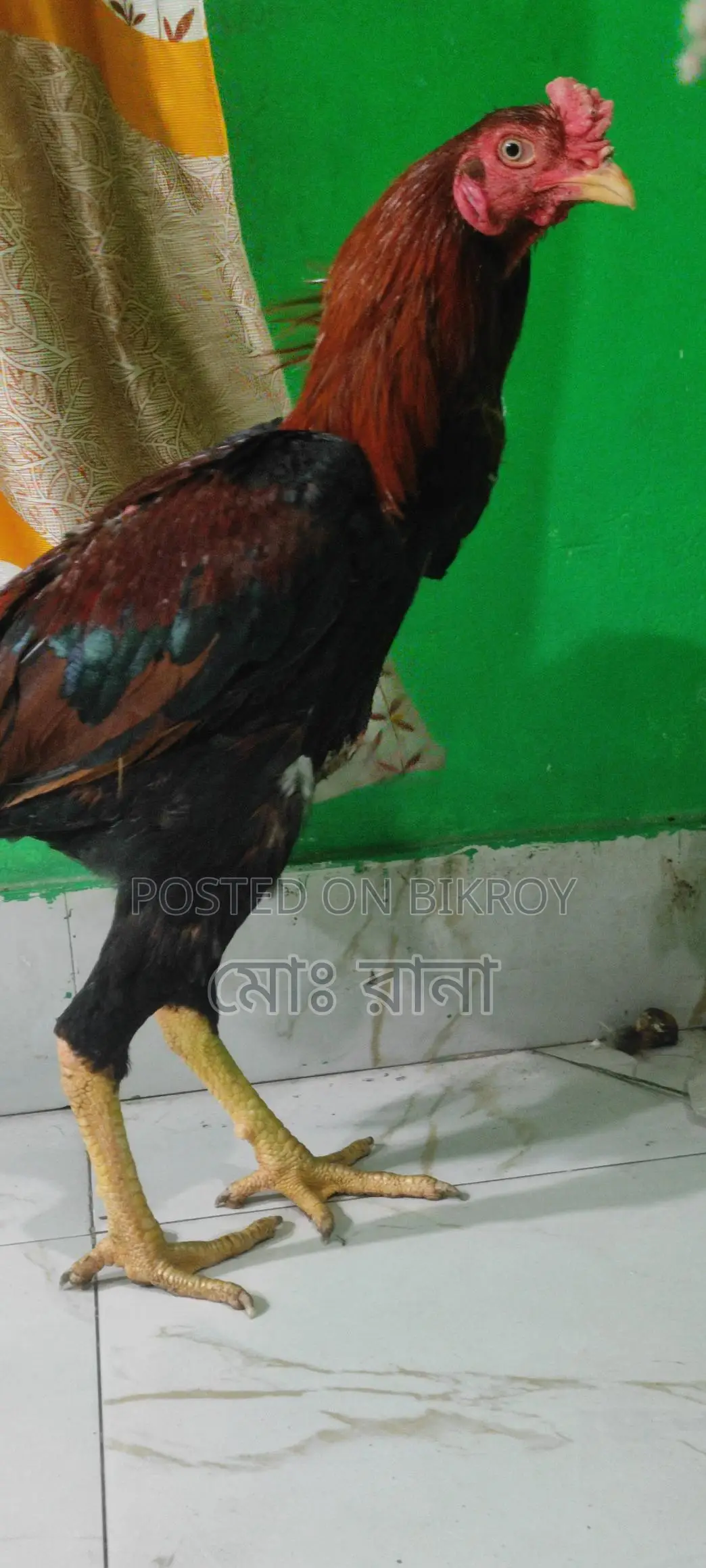 High-Quality Aseel Rooster for Sale