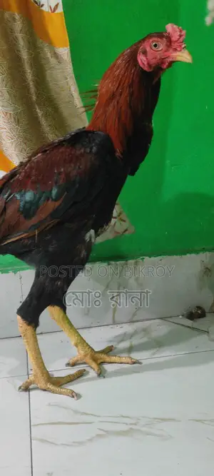 একটি ভালো জাতের আসিল মোরগ বিক্রি করা হবে।