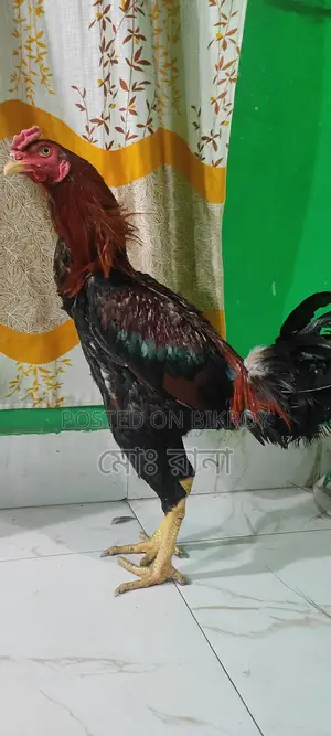 High-Quality Aseel Rooster for Sale