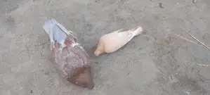 কিং কবুতর