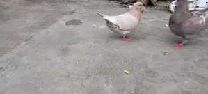 কিং কবুতর