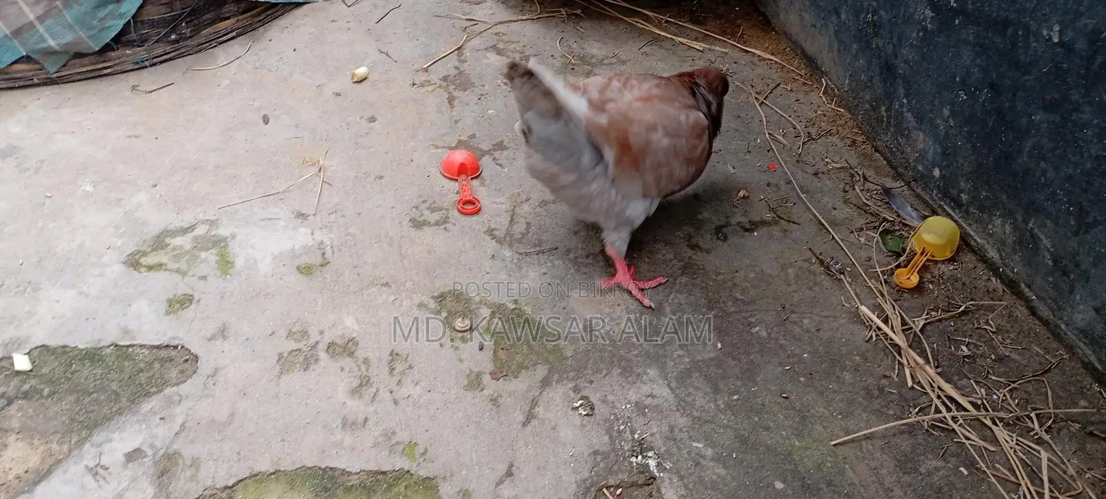 কিং কবুতর