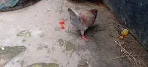 কিং কবুতর