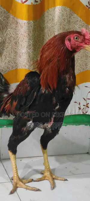 High-Quality Aseel Rooster for Sale