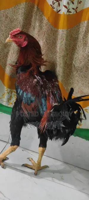 High-Quality Aseel Rooster for Sale