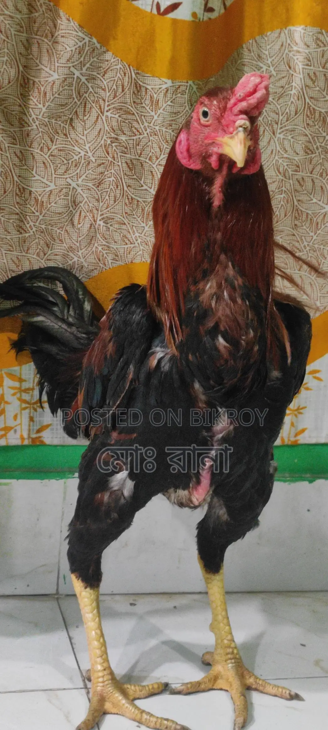 High-Quality Aseel Rooster for Sale