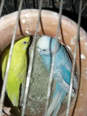 বাজরীগার পাখি ডিমসহ