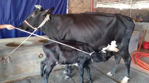 ১০৯৯ নং গাভী গরু পোষার জন্য নিঃসন্ধেহে কিনুন।