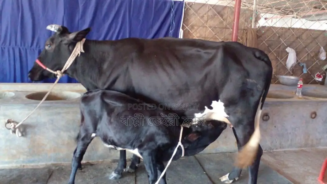 Buy this No. 1099 Cow for farming with confidence.