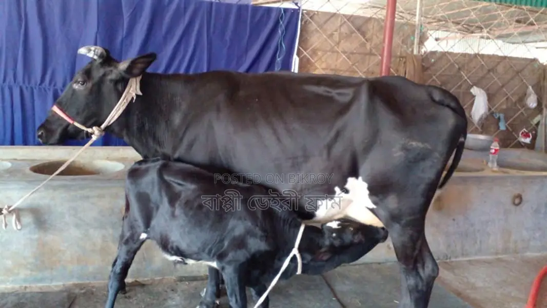 Buy this No. 1099 Cow for farming with confidence.