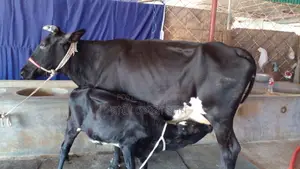 Buy this No. 1099 Cow for farming with confidence.