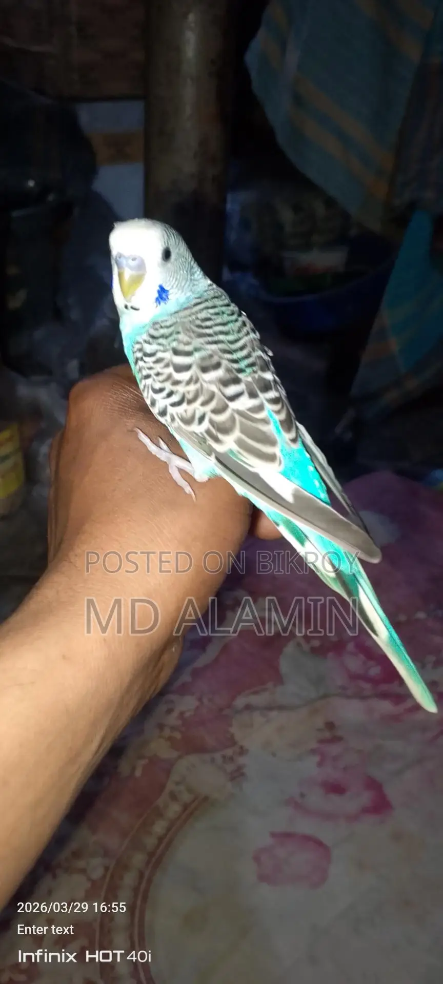 Bird for Sale
