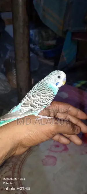 Bird for Sale