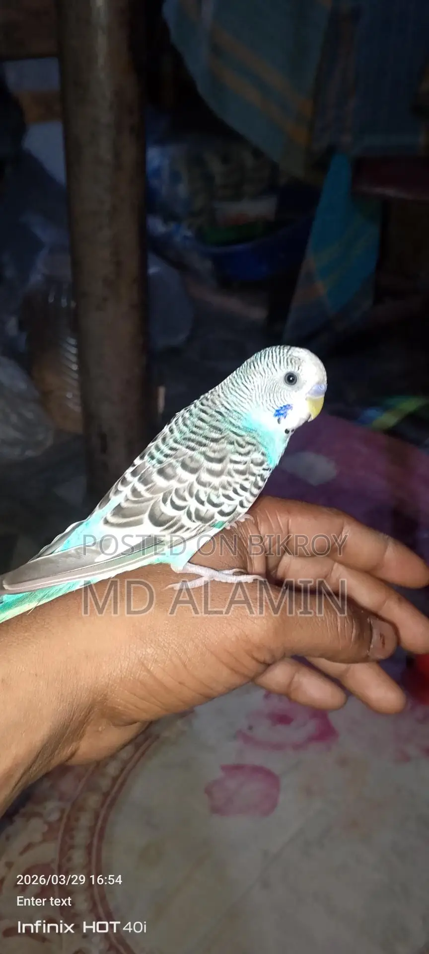 Bird for Sale