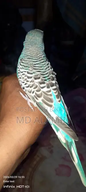 Bird for Sale