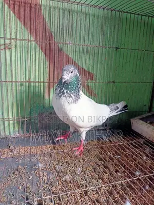গোল্ডেন নর আর সাপুরে