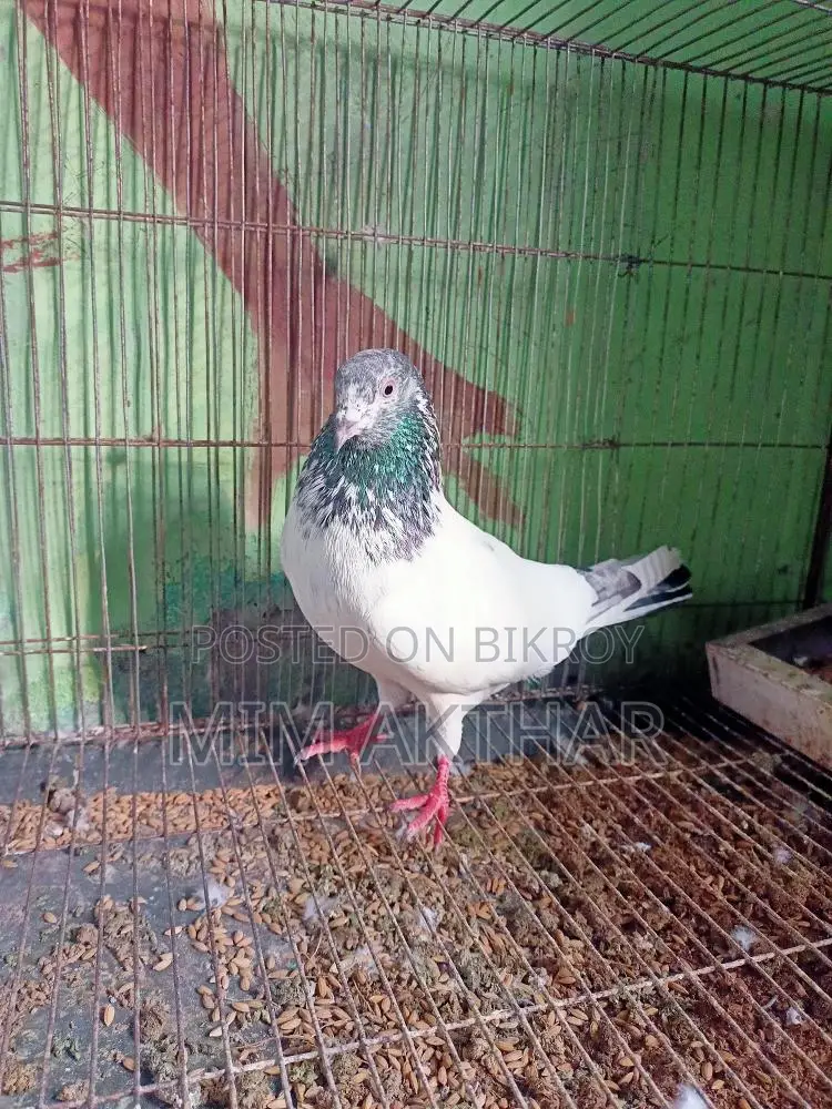গোল্ডেন নর আর সাপুরে