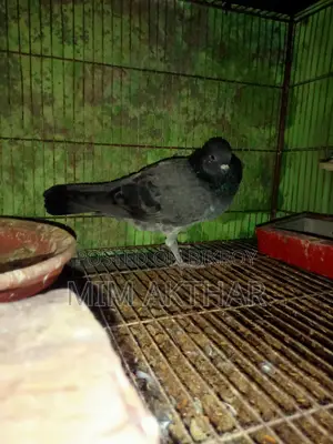 গোল্ডেন নর আর সাপুরে
