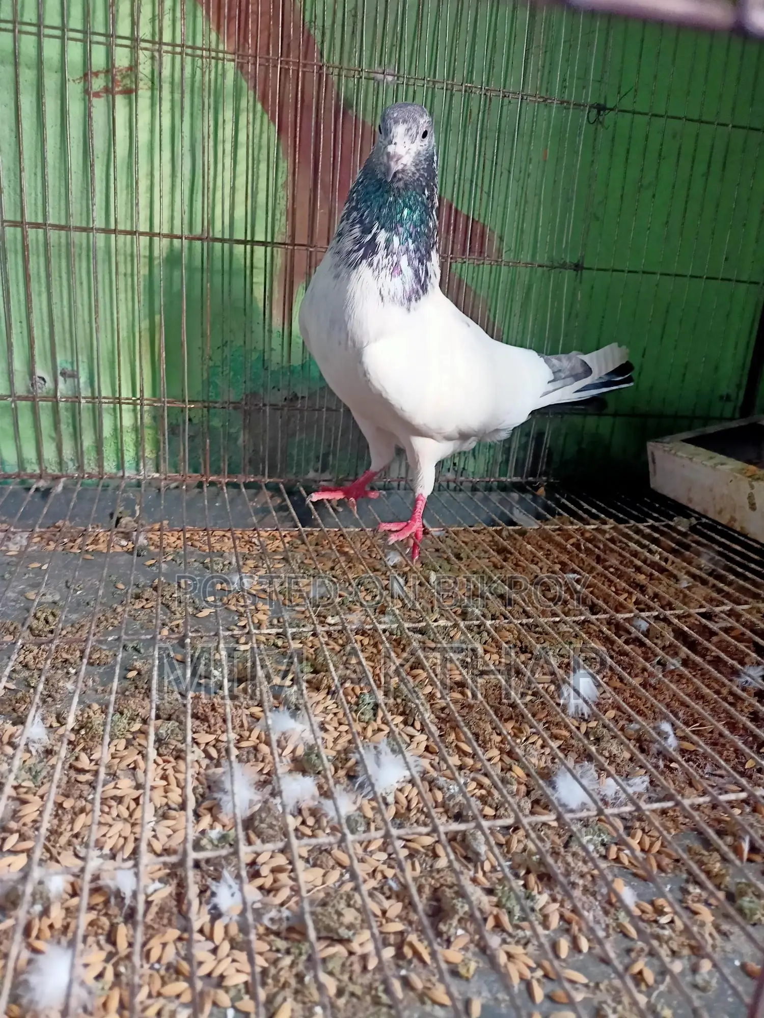 গোল্ডেন নর আর সাপুরে