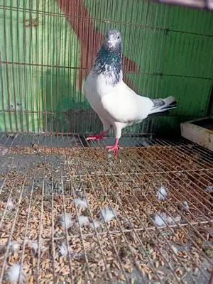 গোল্ডেন নর আর সাপুরে