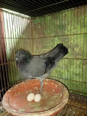 গোল্ডেন নর আর সাপুরে