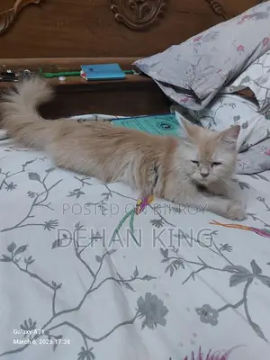 Persian Cat