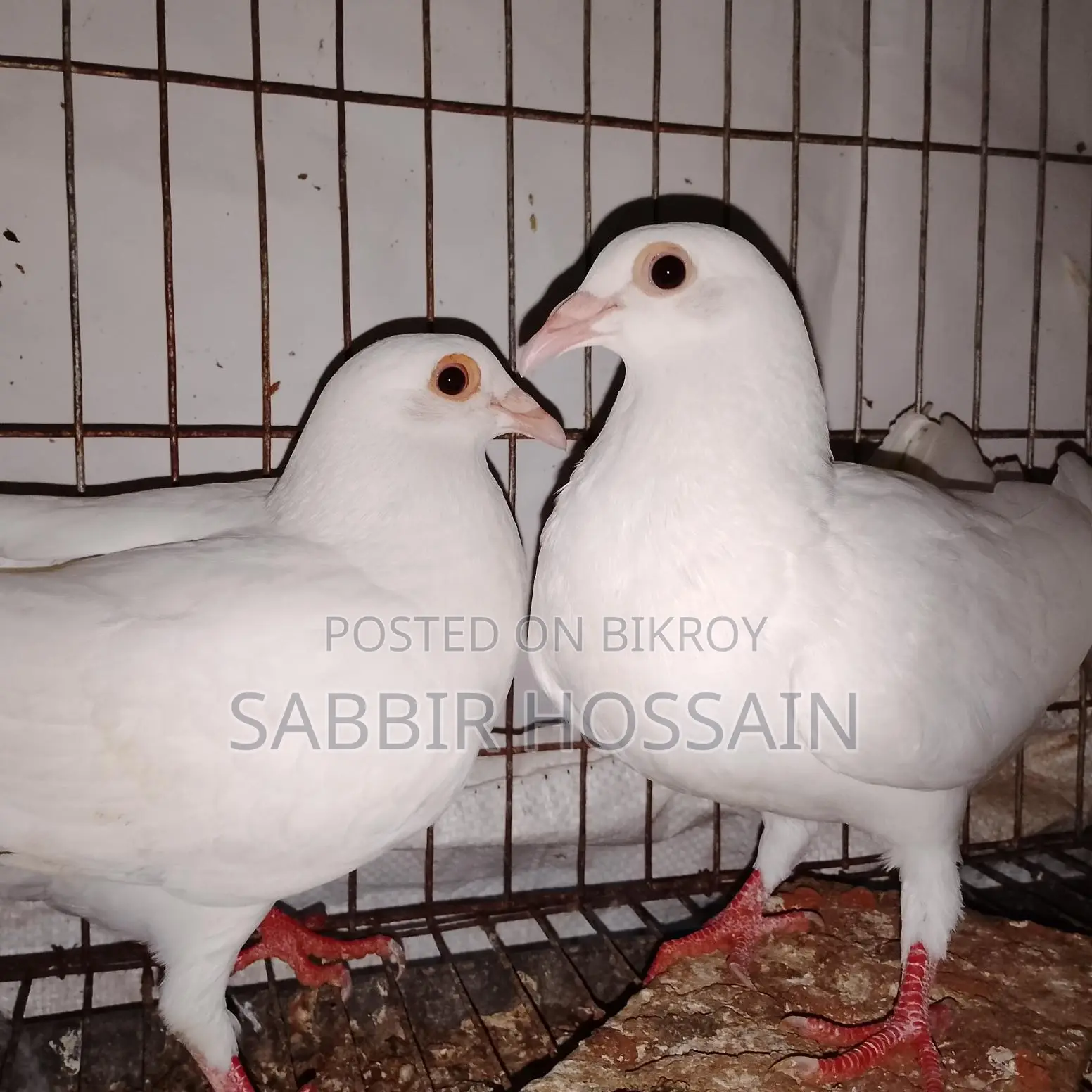 সাদা বাগদাদি হুমা কবুতর