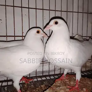 সাদা বাগদাদি হুমা কবুতর
